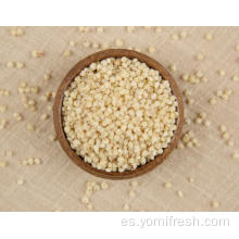 Sorgo y arroz